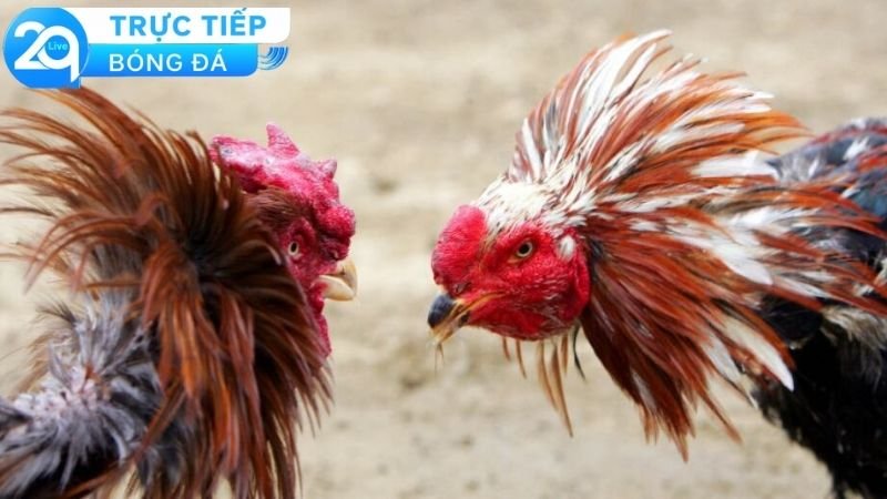 Các đặc điểm nổi bật đầy sức hút của hình thức đá gà Campuchia 2Q