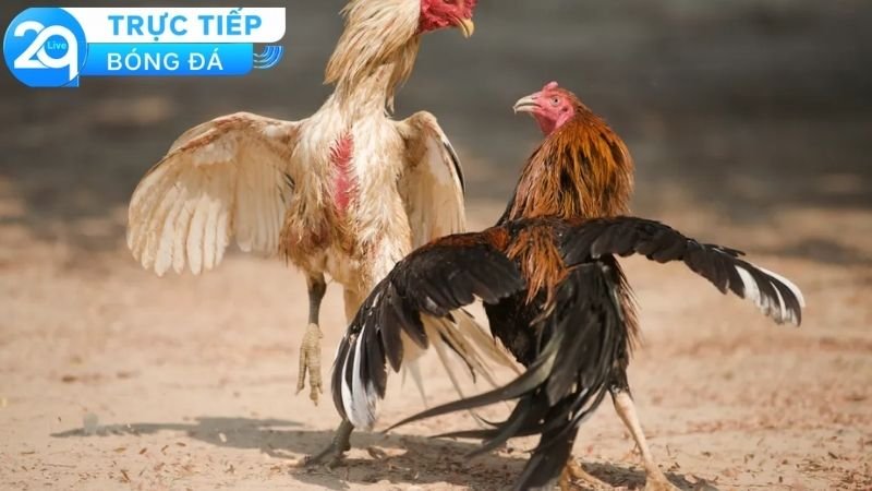 Hướng dẫn cách để bắt đầu tham gia vào chơi đá gà Campuchia 2Q