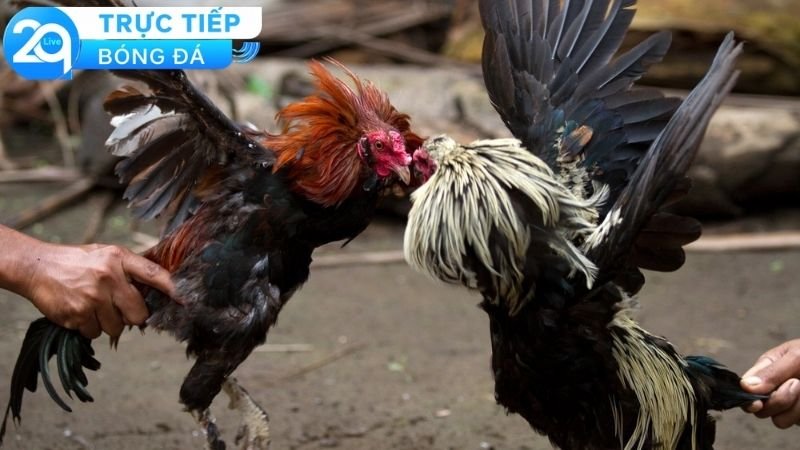 Quản lý vốn và tối ưu hóa cược ở trong đá gà Campuchia 2Q