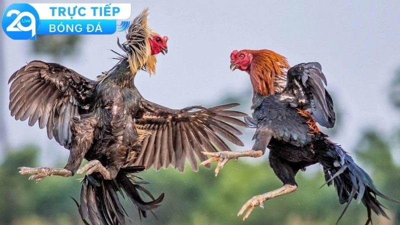 Đá Gà Trực Tiếp 2Q - Những Ưu Điểm Vượt Trội Hàng Đầu 2 Các ưu điểm nổi trội khi tham gia vào hình thức đá gà trực tiếp 2Q