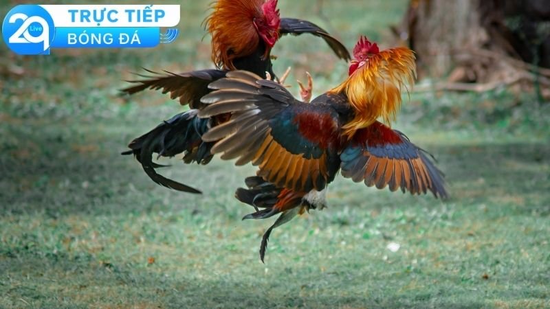 Đá Gà Trực Tiếp 2Q - Những Ưu Điểm Vượt Trội Hàng Đầu 3 Các loại kèo trong đá gà trực tiếp 2Q
