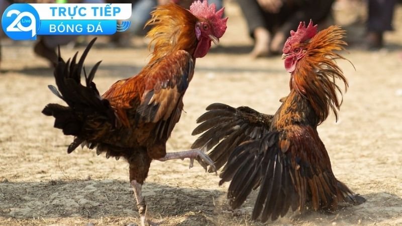 Đá Gà Trực Tiếp 2Q - Những Ưu Điểm Vượt Trội Hàng Đầu 4 Công thức chọn gà thắng trong khi chơi cá cược đá gà trực tiếp 2Q