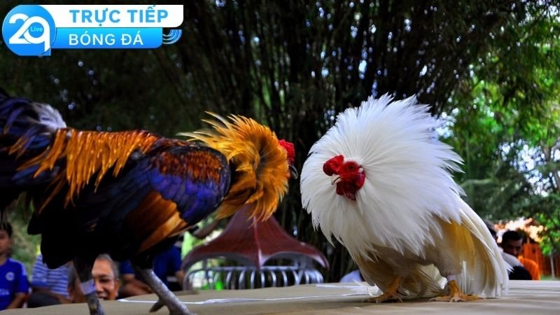 Đá Gà Trực Tiếp 2Q Campuchia - Sự Hoàn Hảo Của Một Bộ Môn 2 Những lợi ích nhận được ngay khi chơi đá gà trực tiếp 2Q Campuchia