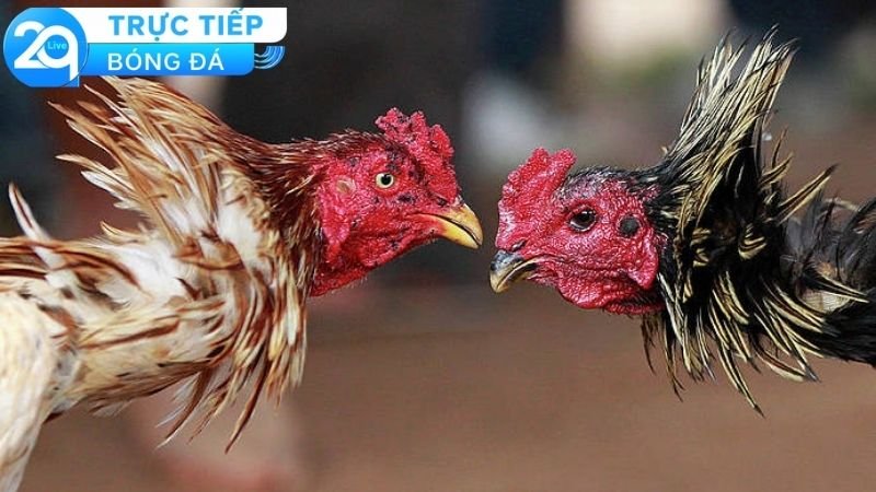 Đá Gà Trực Tiếp 2Q Campuchia - Sự Hoàn Hảo Của Một Bộ Môn 4 Quy trình để bắt đầu tham gia cá cược đá gà trực tiếp 2Q Campuchia